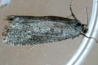 Cnephasia
