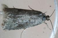 Cnephasia
