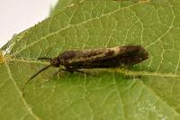 Esperia sulphurella