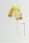 Esperia sulphurella