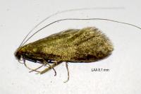Nematopogon adansoniella