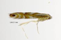 Phyllonorycter maestingella