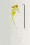 Phyllonorycter maestingella