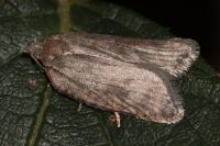 Acleris