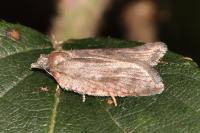 Acleris