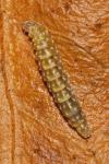 Bucculatrix ulmella