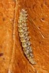 Bucculatrix ulmella