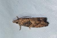 Acroclita subsequana