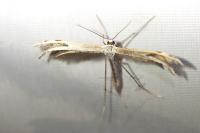 Calyciphora adamas