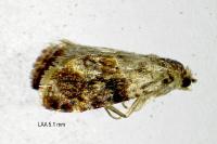 Lobesia reliquana