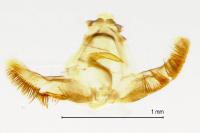 Lobesia reliquana