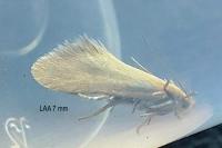 Crassa tinctella