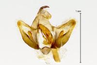 Crassa tinctella