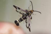 Chamaesphecia aerifrons