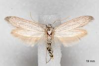 Pterolonche douxi