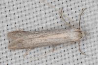 Pterolonche douxi