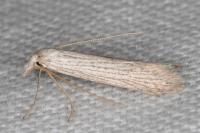 Pterolonche douxi