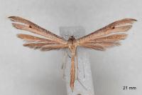 Stenoptilia stigmatodactyla