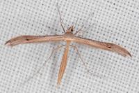 Stenoptilia stigmatodactyla