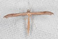 Stenoptilia stigmatodactyla