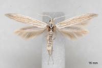 Coleophora silenella