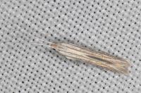 Coleophora silenella