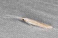 Coleophora silenella