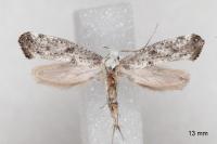Paraswammerdamia albicapitella
