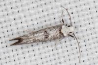 Paraswammerdamia albicapitella