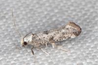 Paraswammerdamia albicapitella