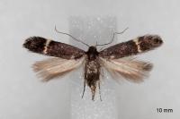 Aproaerema suecicella