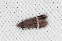 Aproaerema suecicella