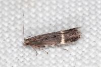 Aproaerema suecicella