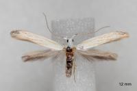 Coleophora kuehnella