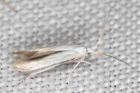 Coleophora kuehnella