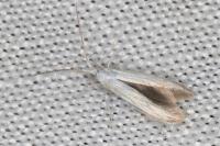 Coleophora kuehnella