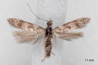 Exoteleia dodecella