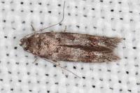 Exoteleia dodecella