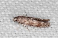 Exoteleia dodecella