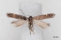 Aproaerema anthyllidella