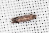 Aproaerema anthyllidella