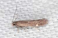 Aproaerema anthyllidella