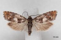 Epinotia rubiginosana