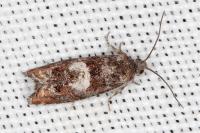 Epinotia rubiginosana
