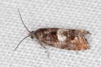 Epinotia rubiginosana