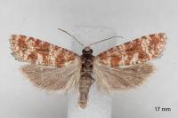 Rhyacionia miniatana