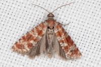 Rhyacionia miniatana