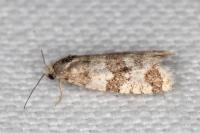 Isotrias rectifasciana