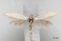 Coleophora nutantella