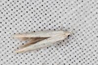 Coleophora nutantella
